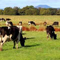 Image of Publication document.