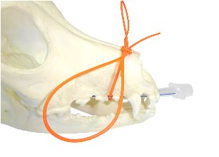 Image of Publication document.