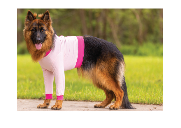 Image of Publication document.