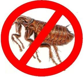 Image of Publication document.