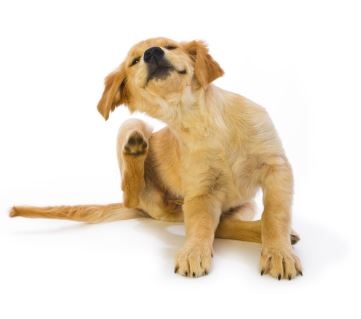 Image of Publication document.