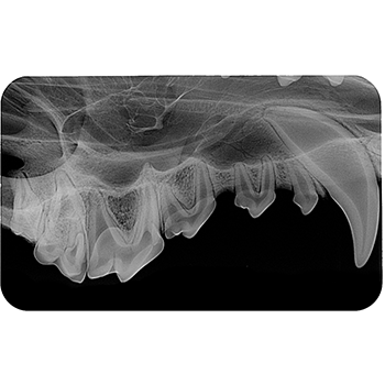 Image of Publication document.