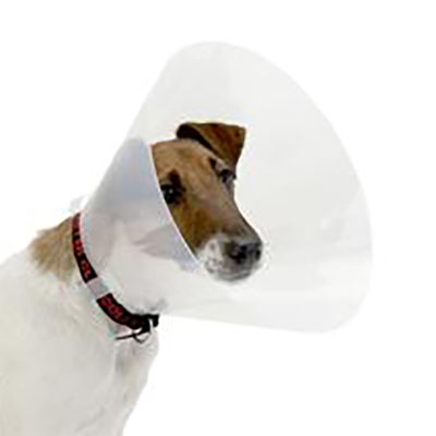 Image of Publication document.